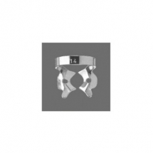 Molars